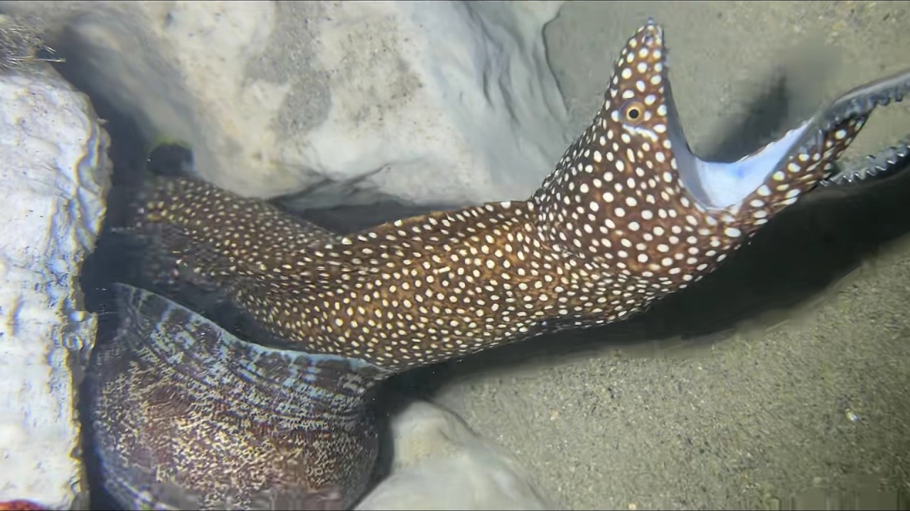 Diving under the sea to catch eels, crabs and sea cucumbers | Part 172