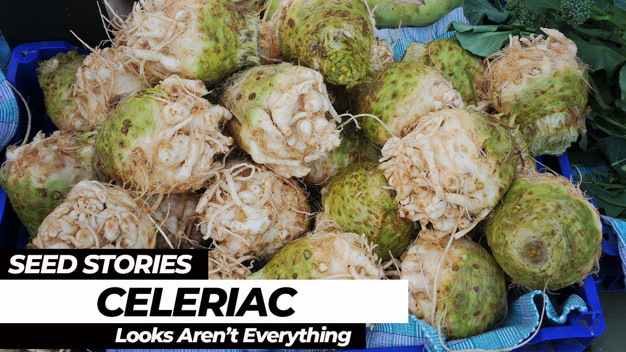 SEED STORIES | Celeriac: Looks Aren't Everything