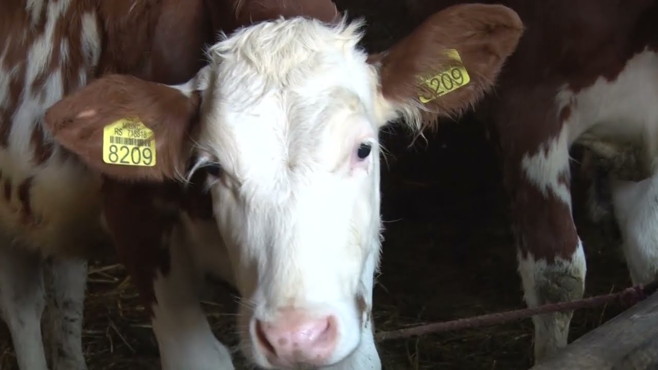 KRAVA VEČERA TI NE - eto tako se preživljava u poljoprivredi - FARMA RADOIČIĆ - Ratari