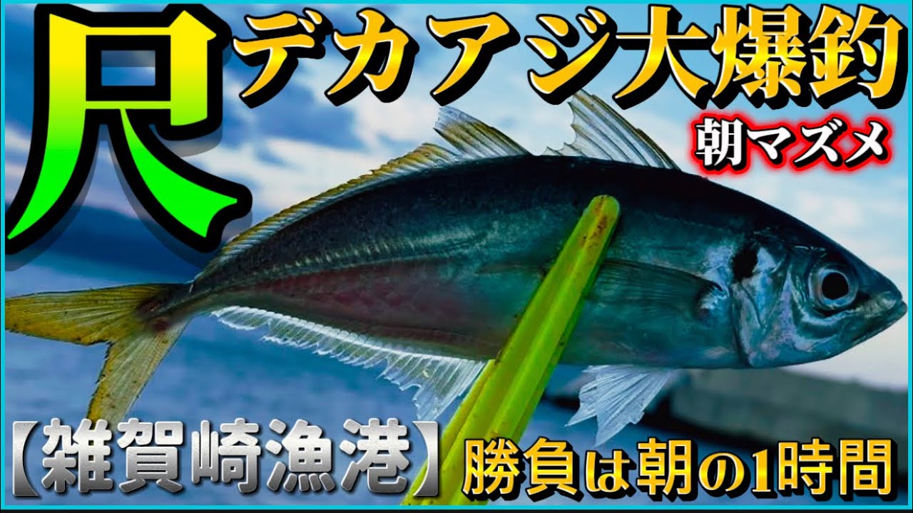 【和歌山雑賀崎尺アジ連発】尺アジ釣れてます‼️朝まずめもココ雑賀崎が激アツです‼️‼️