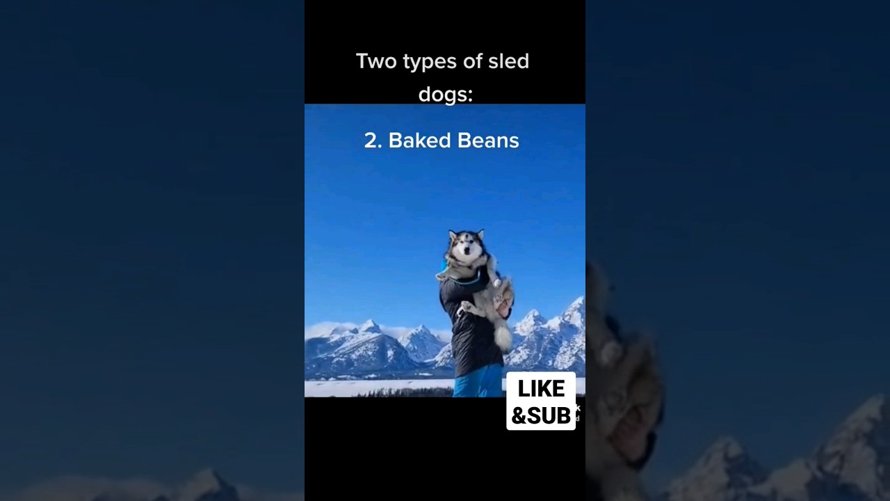 Two Types of Sled Dogs #sleddogs #bakedbean #husky