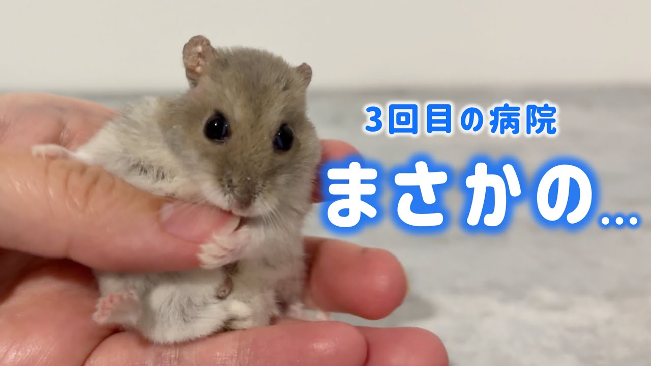 【記録】トトくん、まさかの3回目の通院。おくすり卒業したかったのに…