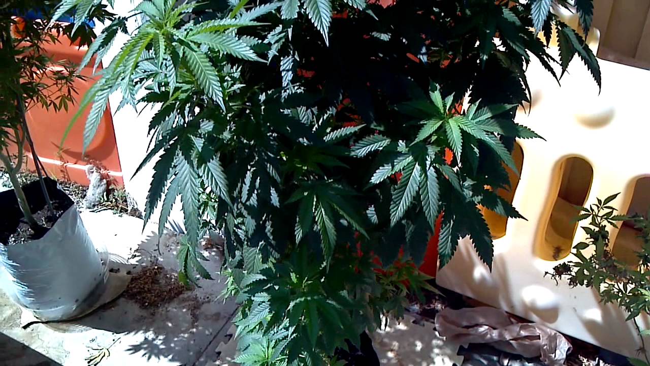 4 STRAIN OUTDOOR CANNABIS GARDEN premiere!!