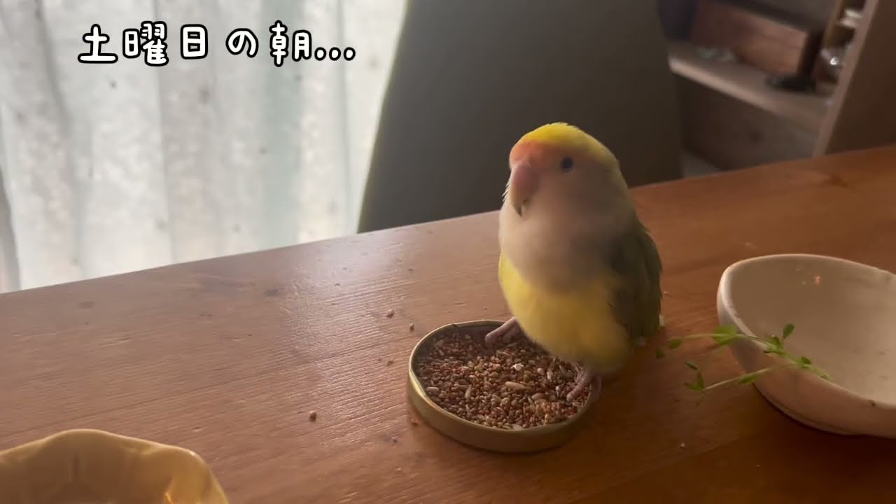 【再・11歳おばあちゃんインコの暮らし】 #インコのいる暮らし #コザクラインコのあおさん #おばあちゃんインコのみどりちゃん #あおとみどり #lovebirds #parrot #発作