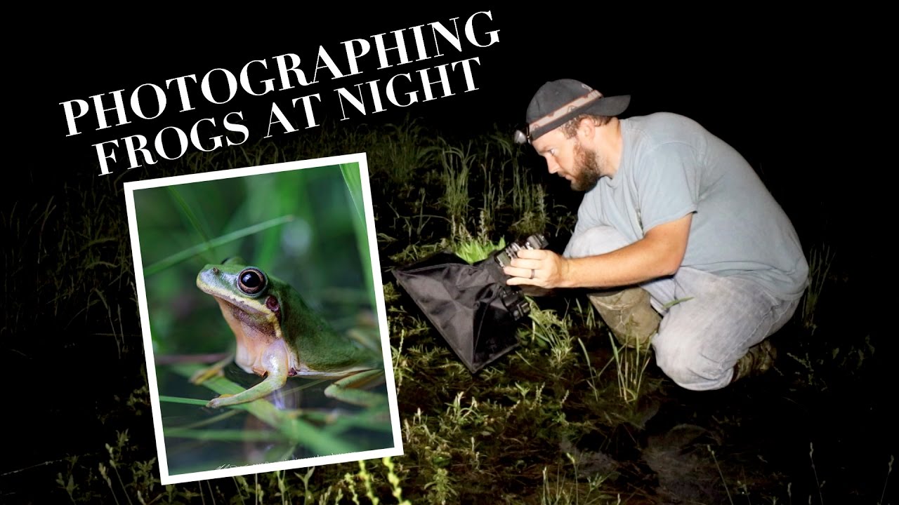 How to Photograph Frogs at Night