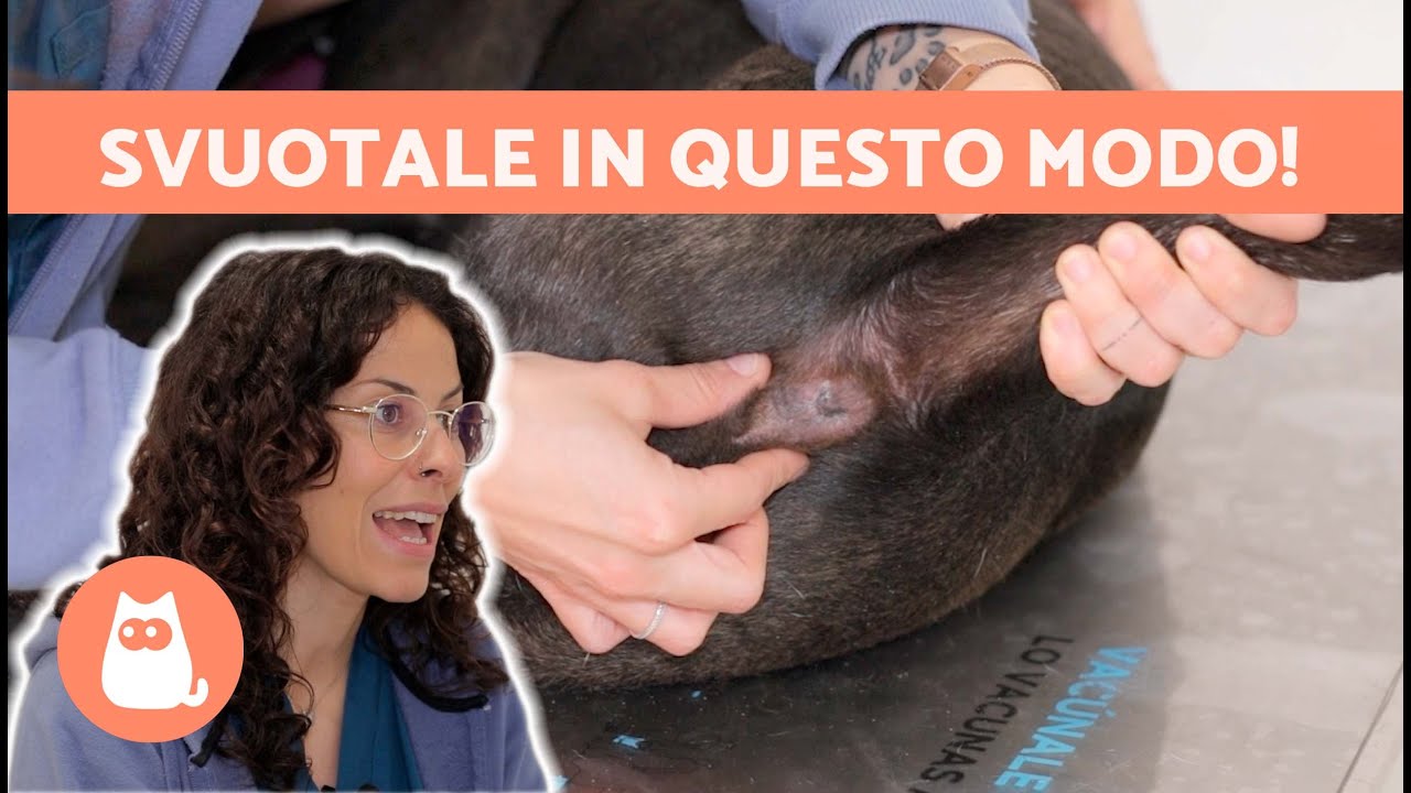 Quando e COME SVUOTARE LE GHIANDOLE Anali del tuo CANE?🐶😅