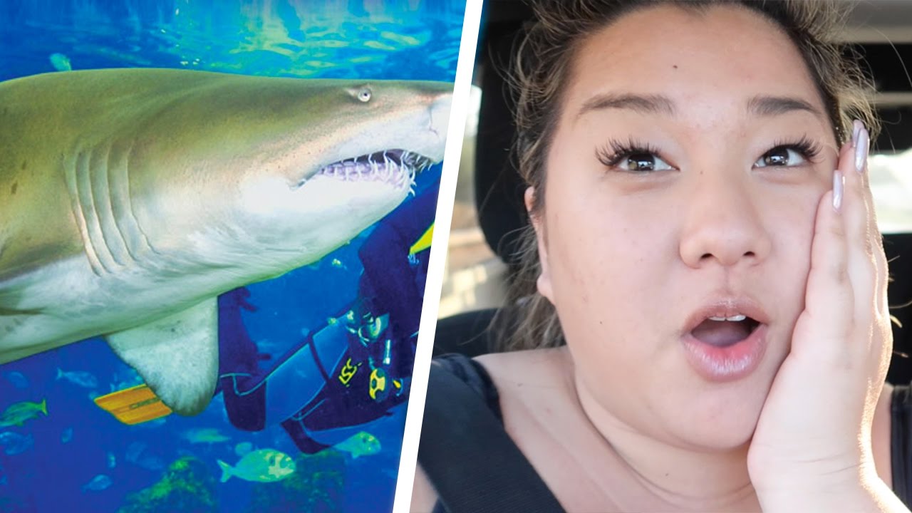 SWIMMING WITH SHARKS!!