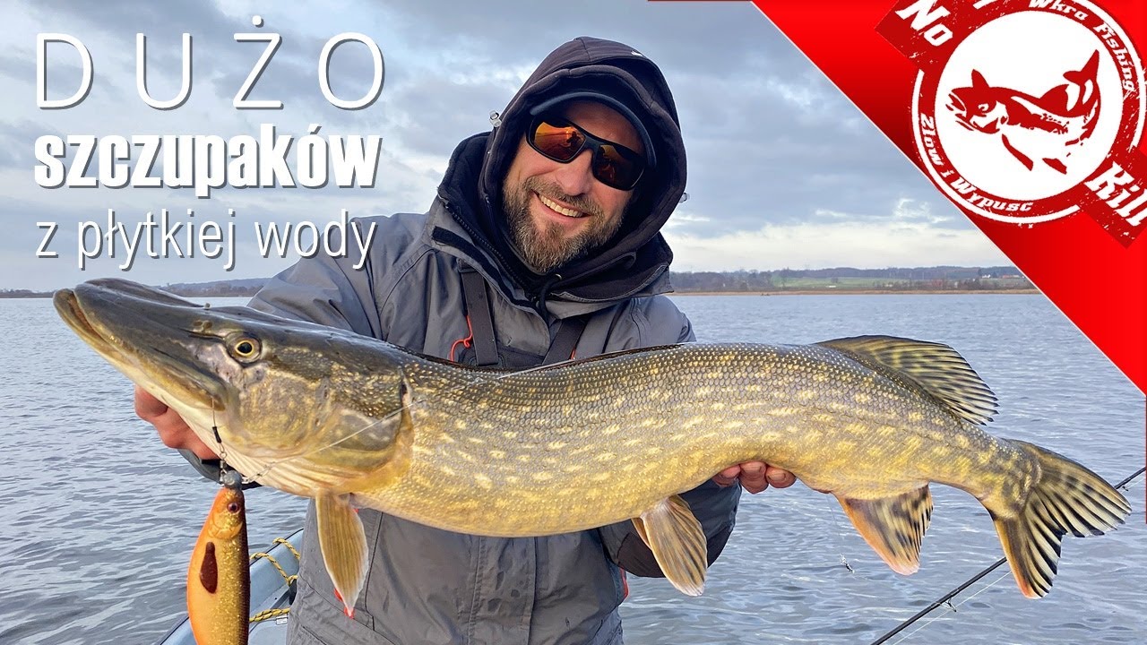Dużo Szczupaków z Płytkiej Wody - jak, na co i gdzie I Drużno