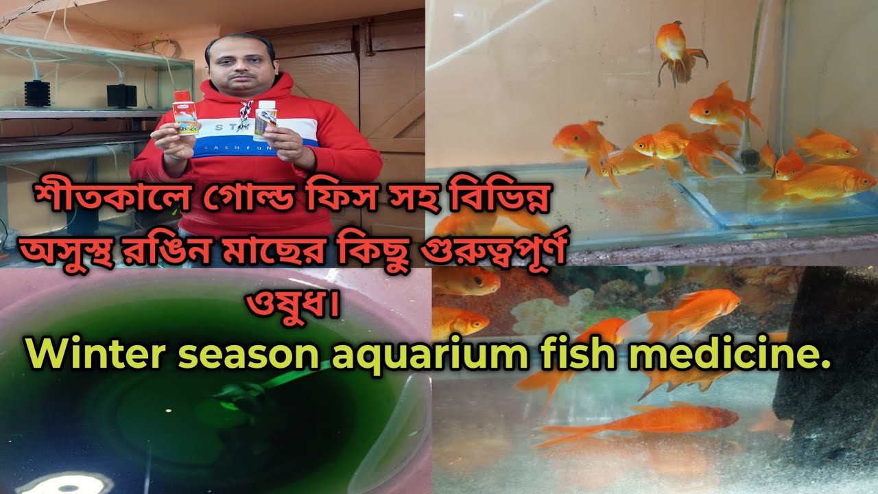 Aquarium fish winter season medicine. শীতকালে রঙিন মাছেদের সুস্থ রাখতে কিছু গুরুত্বপূর্ণ ঔষধ।  