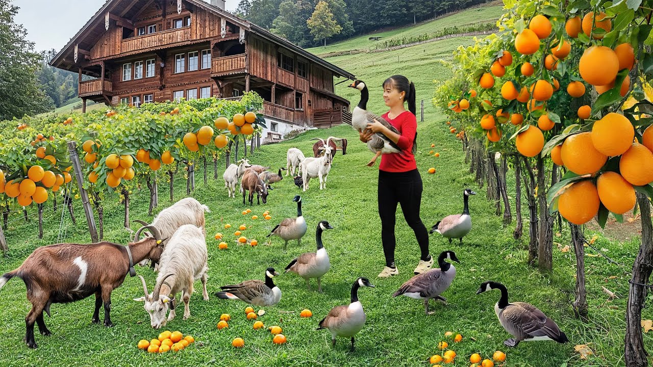 Harvesting Vegetables, Raising Poultry and Livestock Go to Market Sell – Beautiful Countryside Life