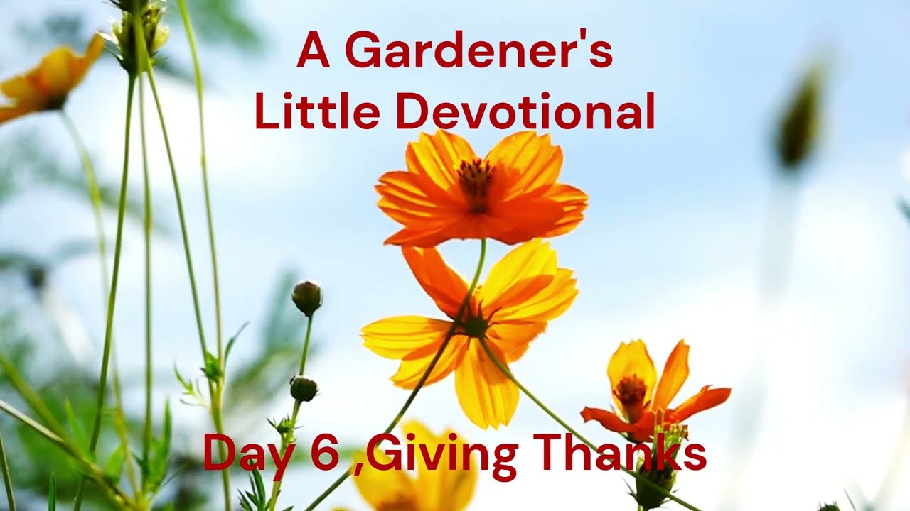 Giving Thanks | Day 6 #dailydevotional #abundance