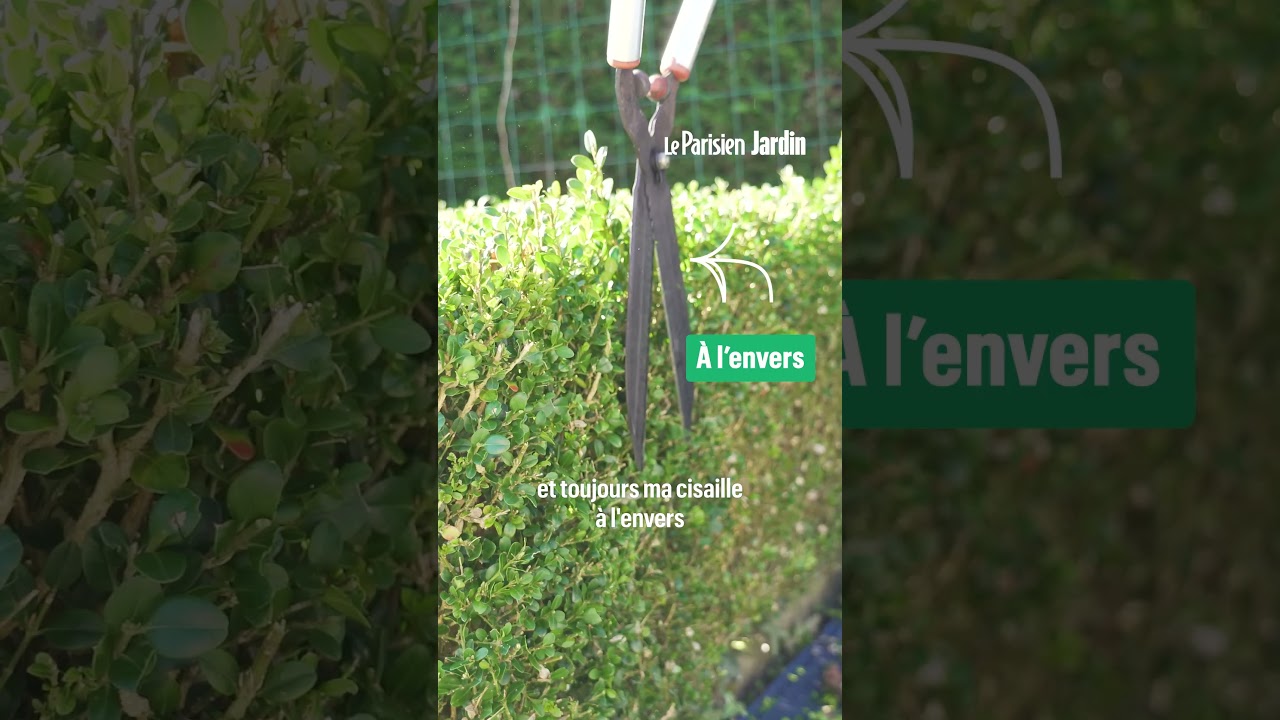 Des sculptures de buis incroyables dans son jardin : comment tailler des buissons parfaits ?