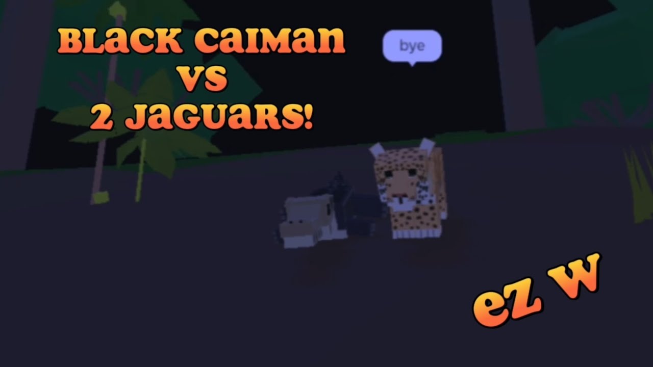Black caiman vs 2 jaguars! (amazon ascension )