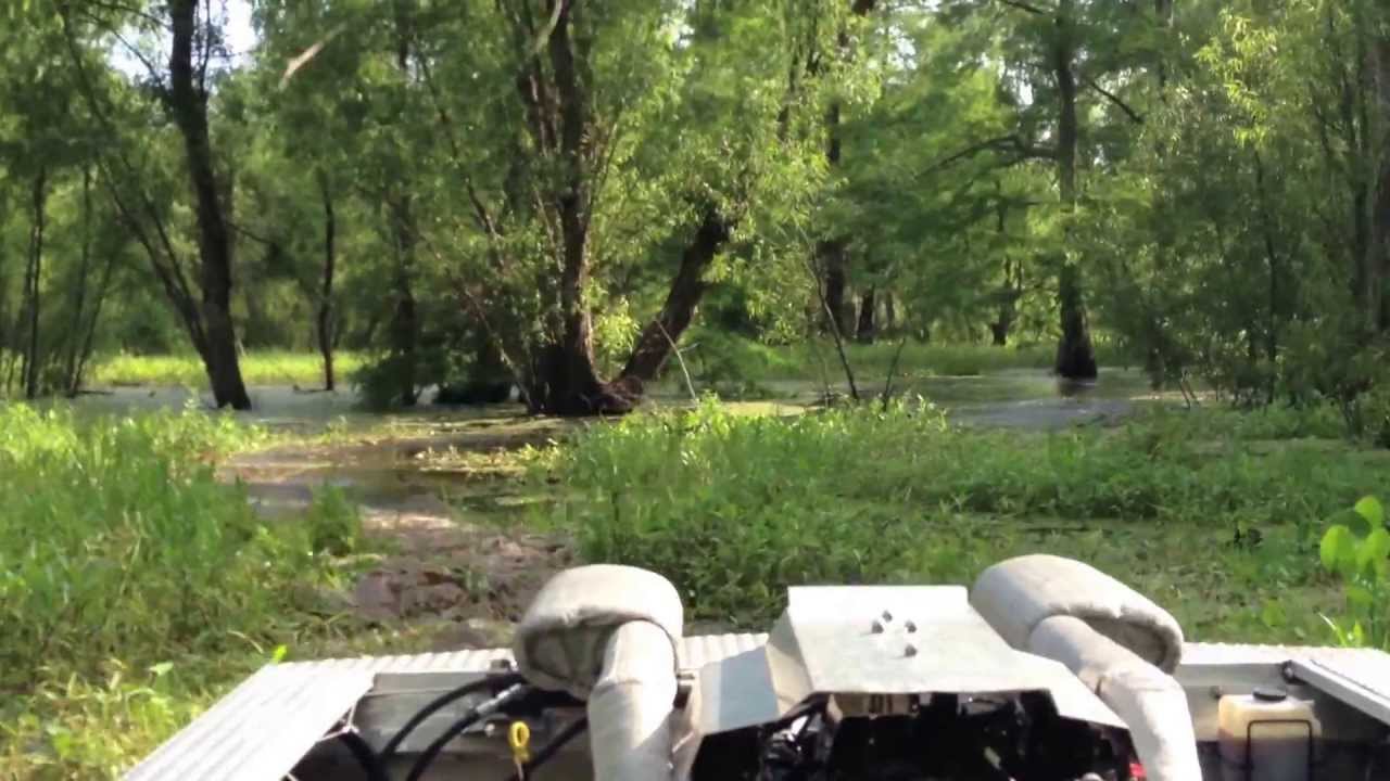 SwampShark