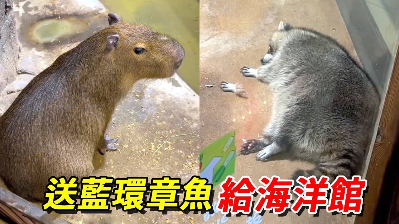 把幾十隻藍環章魚送給海洋館！結果藍環又雙叒叕逃跑了？魚缸裡找不到一只！【王小怪】