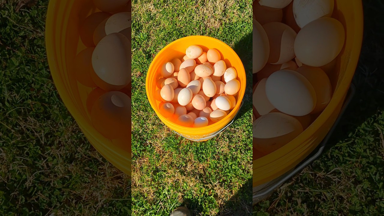 Why Raising Chickens Is Better Than You Think #raisingchickens