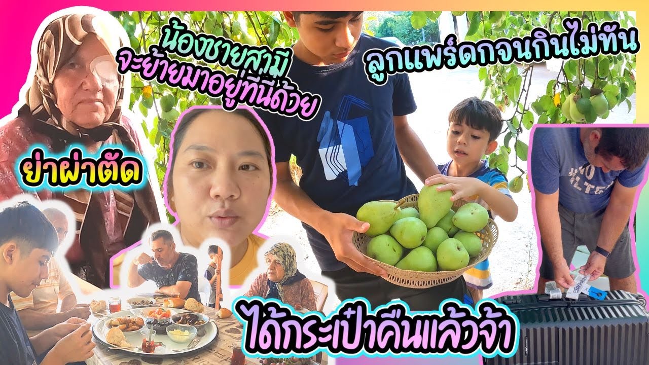 EP371 เก็บลูกแพร์ที่บ้านเยอะมาก ทำกับข้าวให้แม่สามีผ่าตัด น้องชายสามีจะย้ายมาอยู่ที่บ้าน ทำบ้านใหม่
