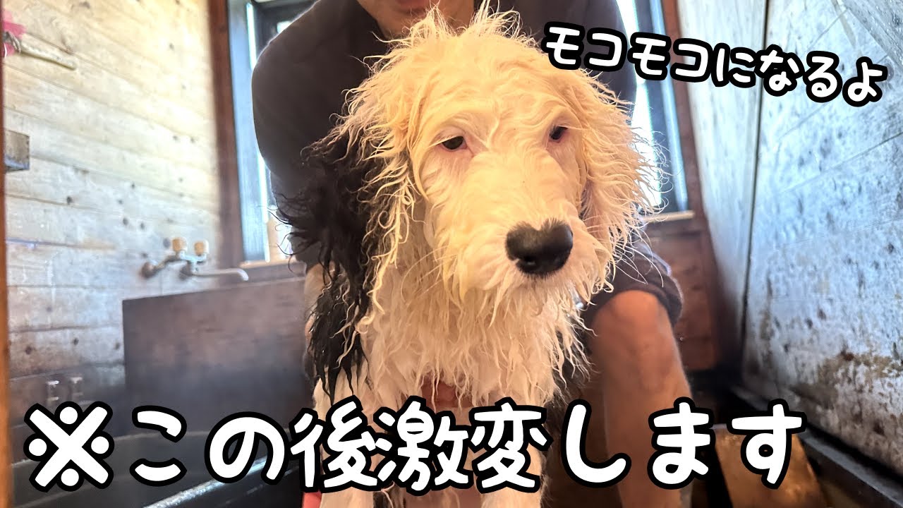 【…誰？】初めてのシャンプーで別人になった子犬がこの後激変しちゃいます‥♡｜オールドイングリッシュシープドッグ&グレートピレニーズ