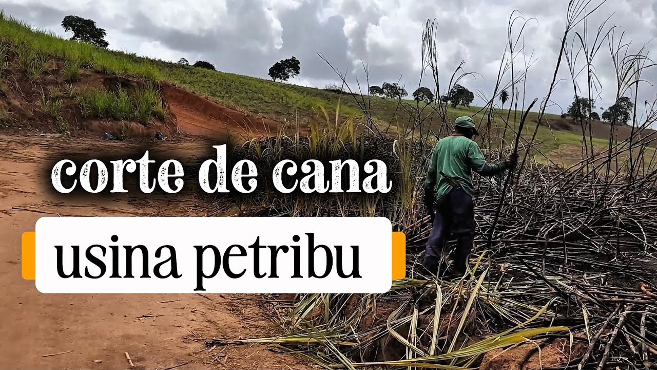 Corte de cana/ usina petribu 