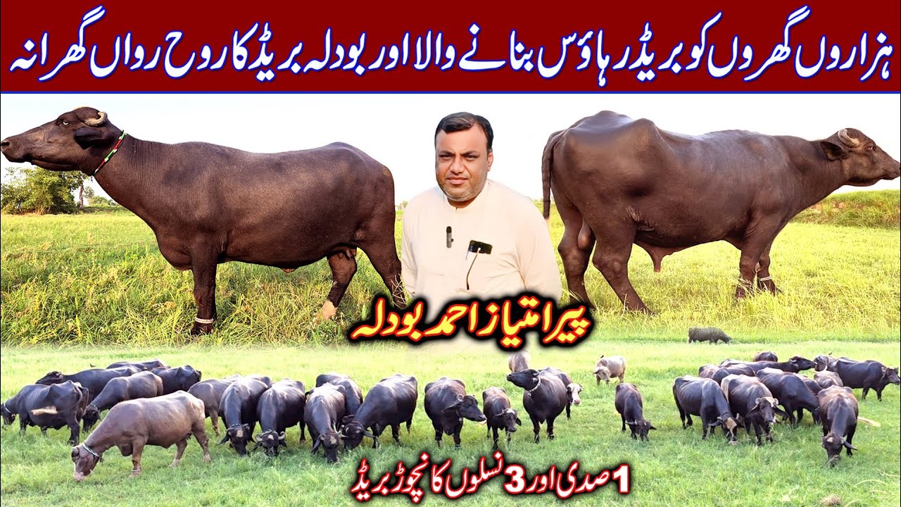 Peer Imtiaz Ahmed bodla Sahib buffaloes breeding farm | buffalo farming