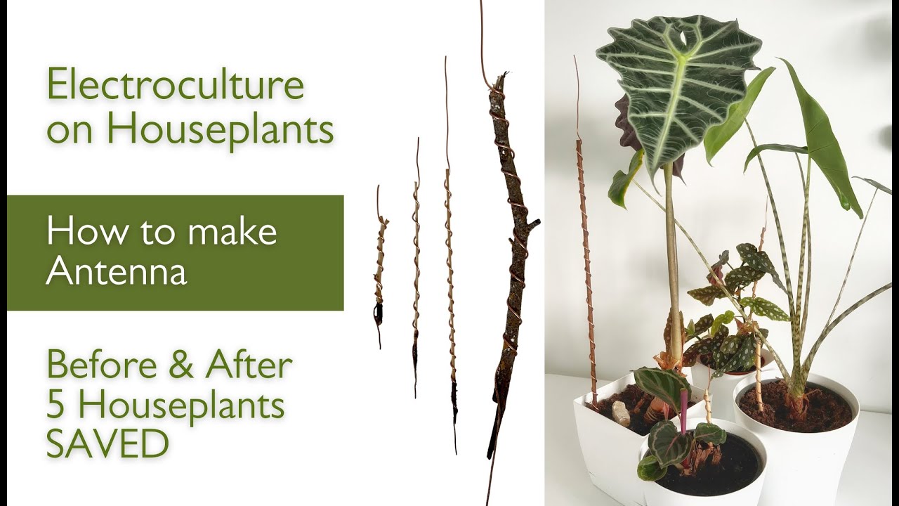 Electroculture for Houseplants; How to Make Atmospheric Antenna; 5 Plants SAVED BEFORE and AFTER
