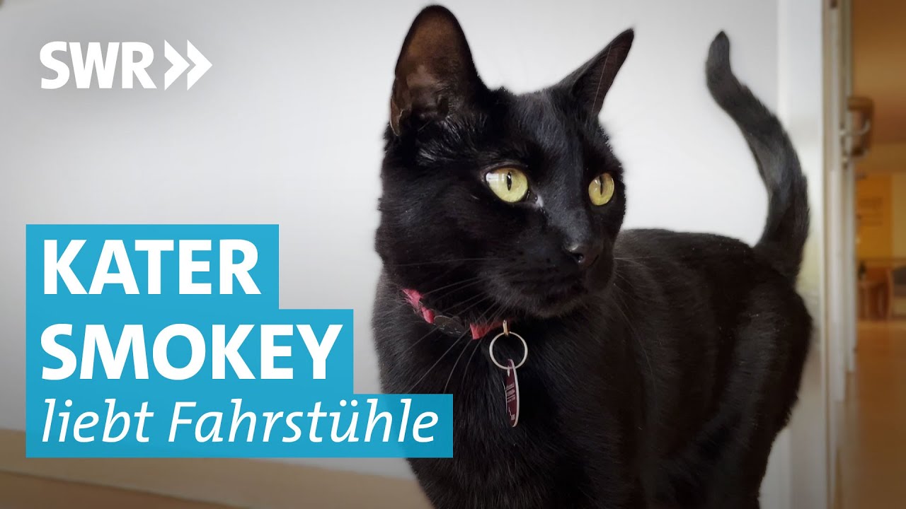 Schlaue Katze: Smokey fährt alleine Aufzug
