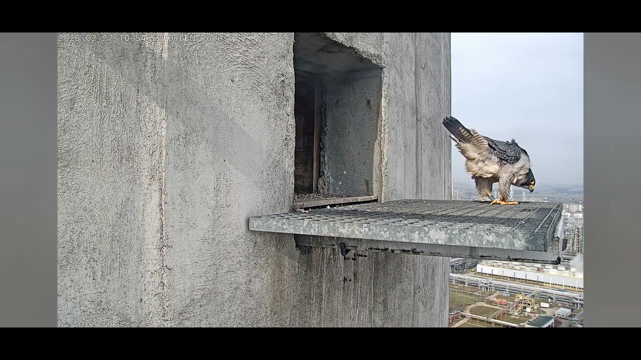 ORLEN Płock_27.02.2026_ WERWA odstrasza jakiegoś intruza.Jest szum kamery, a nie ma głosu??