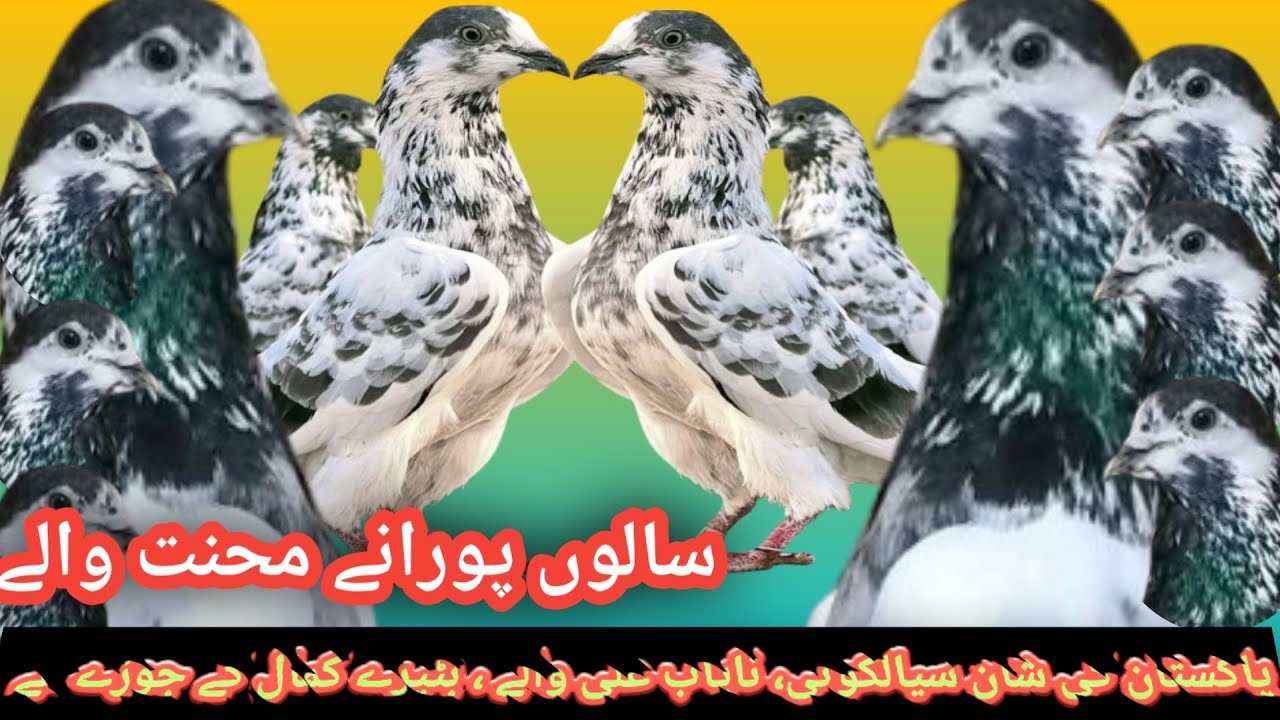 Ali Waly Sialkoti Originally Pakistani Pigeons VIP BIRDS || 03071539639 || #aliwaly #batery Sialkoti