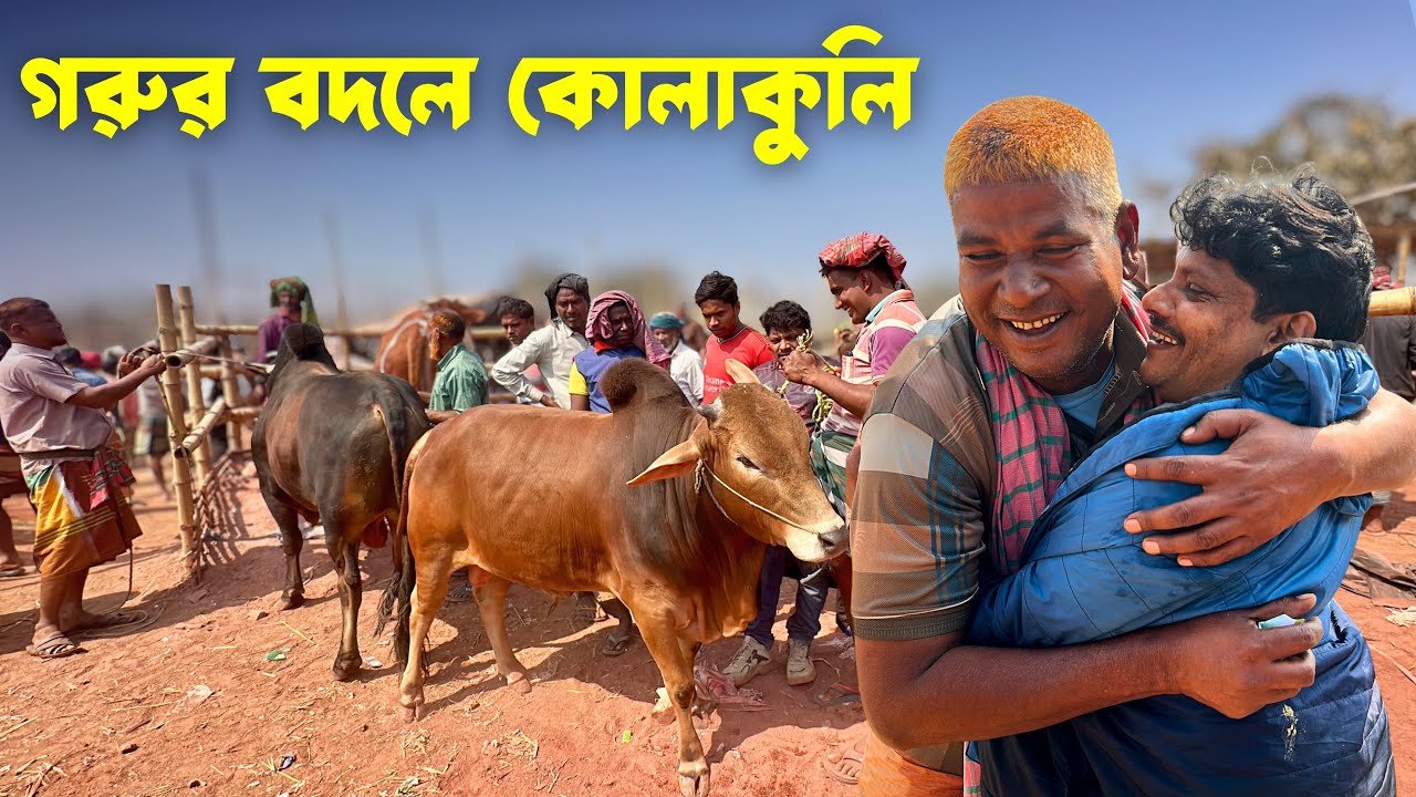 রাজশাহী সিটি হাটে গরুর দাম আগুন! | Rajshahi City Haat 15 February 2026 | Part 1