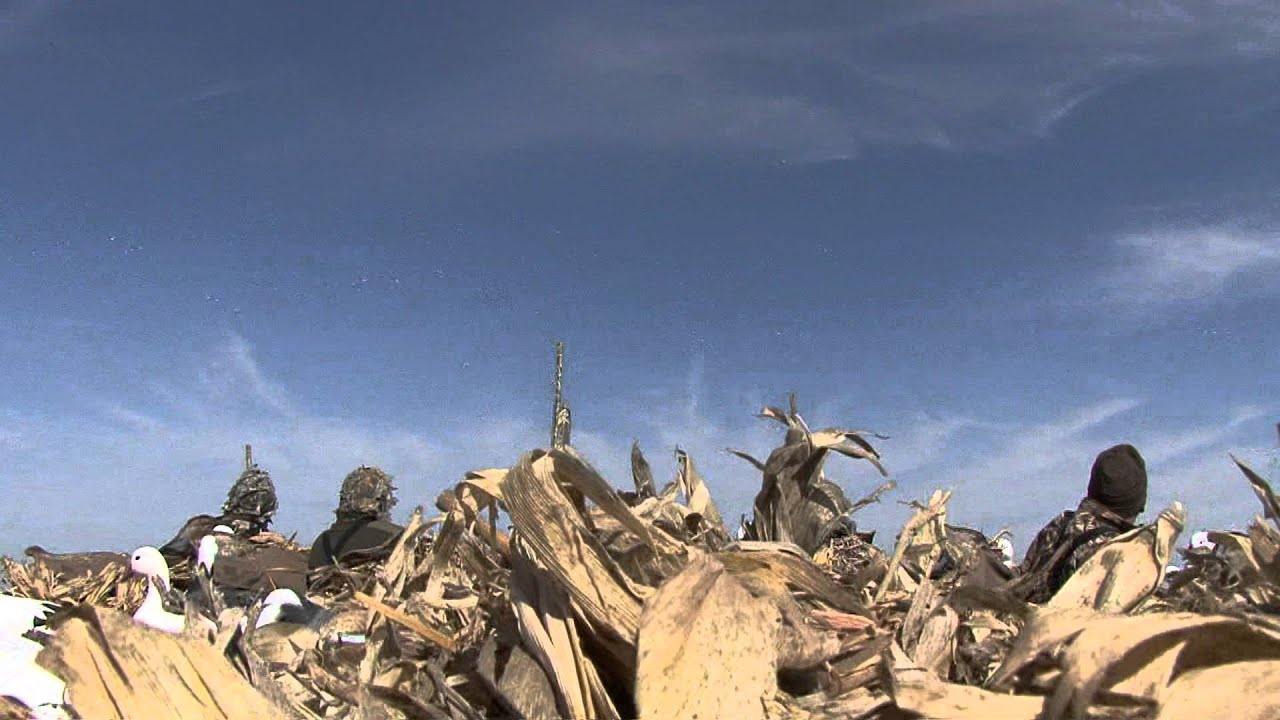 Snow Goose Hunting NW Missouri 2