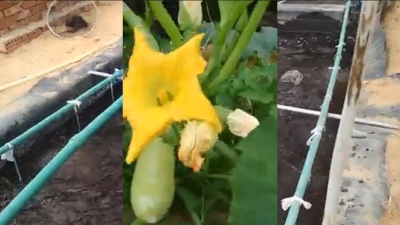 Collections of iAVs sandponics videos (2) for farms in Egypt
