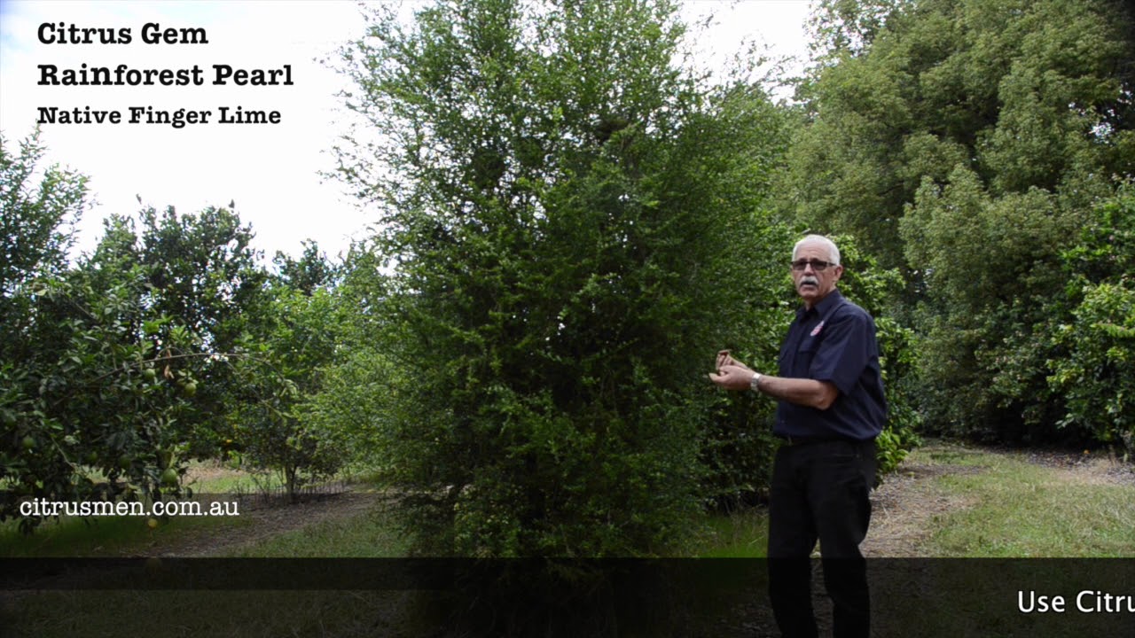 How to care for and grow Finger Lime Trees, Rainforest Pearl