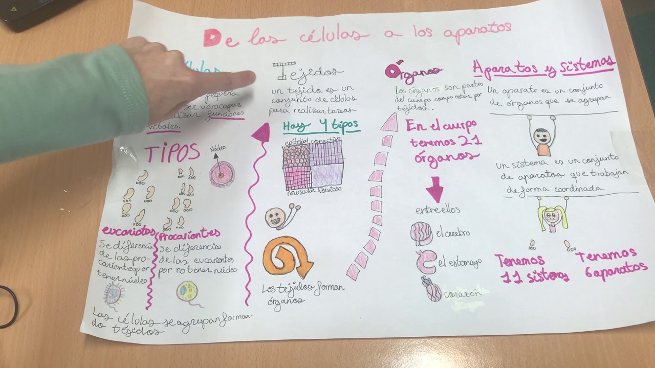 EXPOSICIÓN DE LAS CÉLULAS A LOS APARATOS