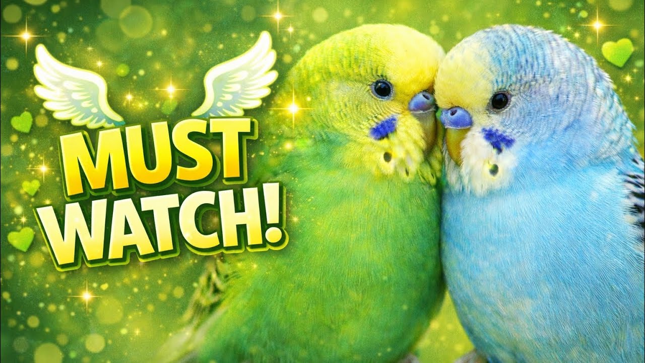 💚 These Little Budgies Will Melt Your Heart 💚