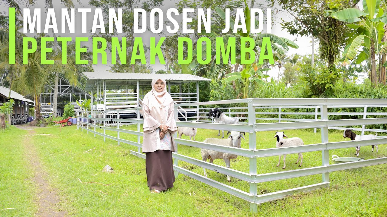 Resign Dari Dosen Kini Sukses Ternak Domba & Penggerak Pemuda Untuk Berternak