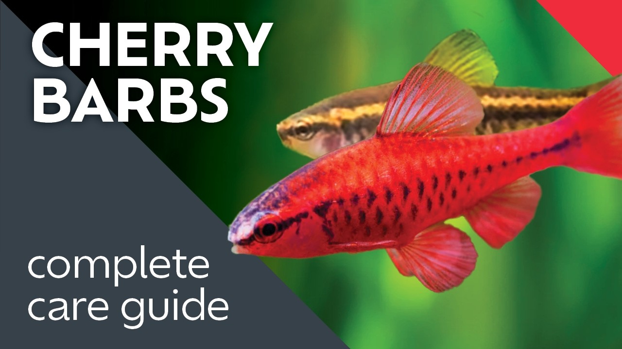 Cherry Barbs: What I Learned