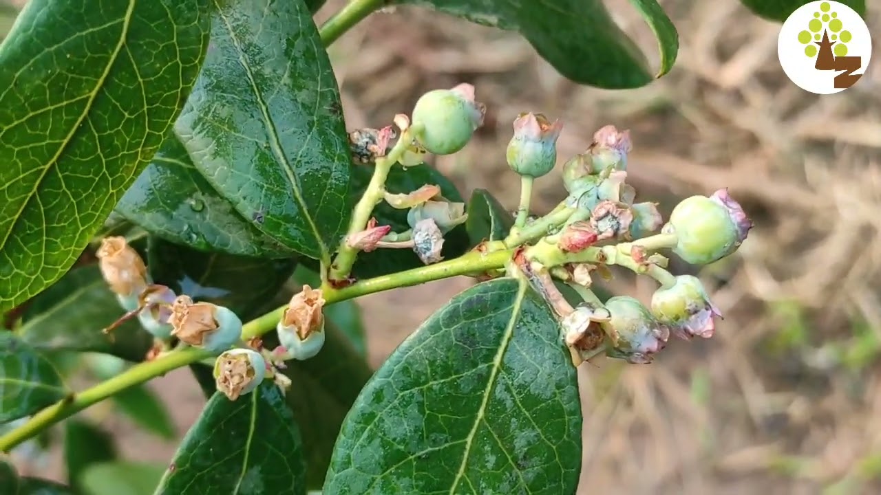 Never! tell this secret - How To Acidify soil For Blueberries ll Adjust Soil Ph अम्लीय मिट्टी
