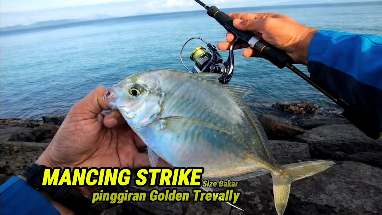 MANCING PINGGIRAN STRIKE BABY KUWE/RAMBEU | Size Bakar | Mancing Casting Ultralight pinggiran 