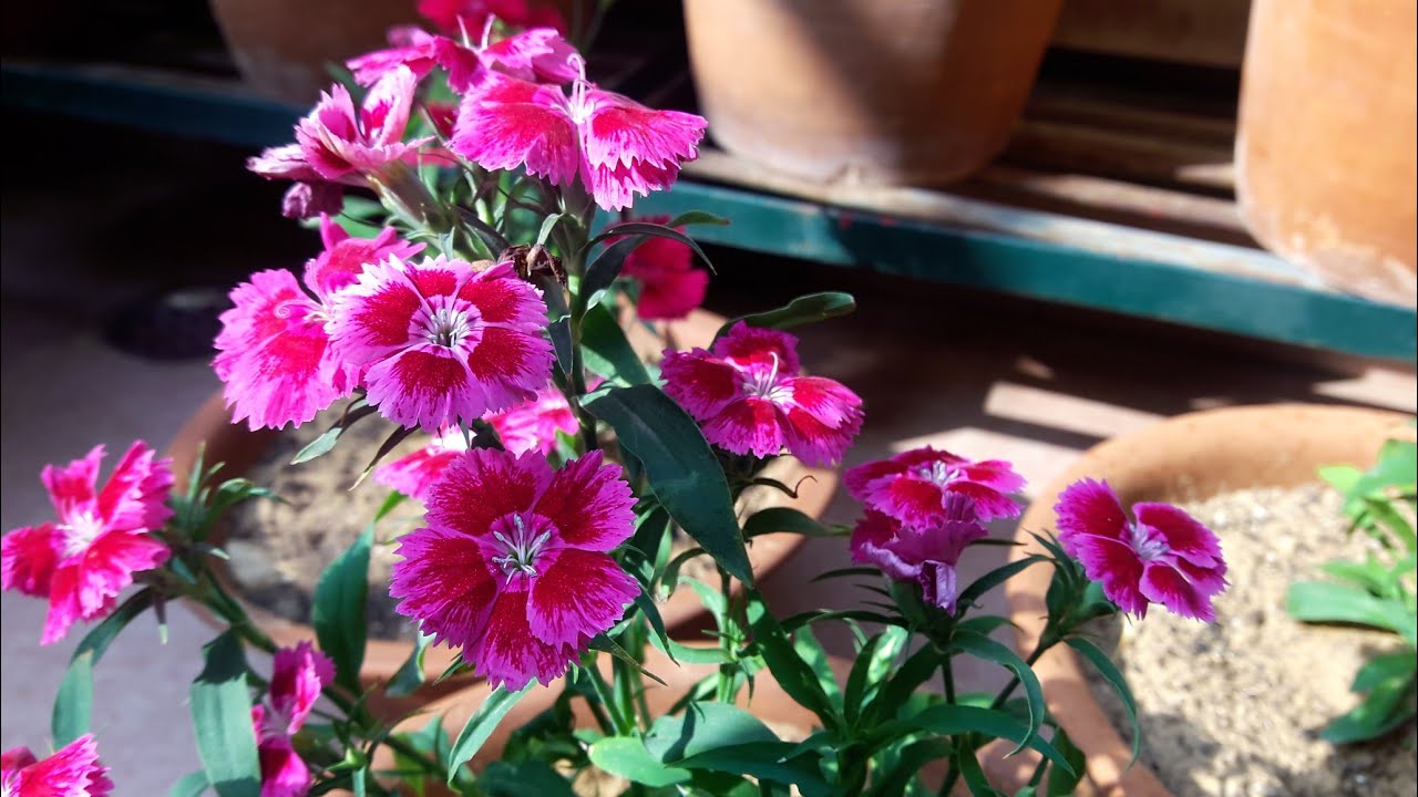Dianthus Plant Care and Propagation // डायनथस की देखभाल
