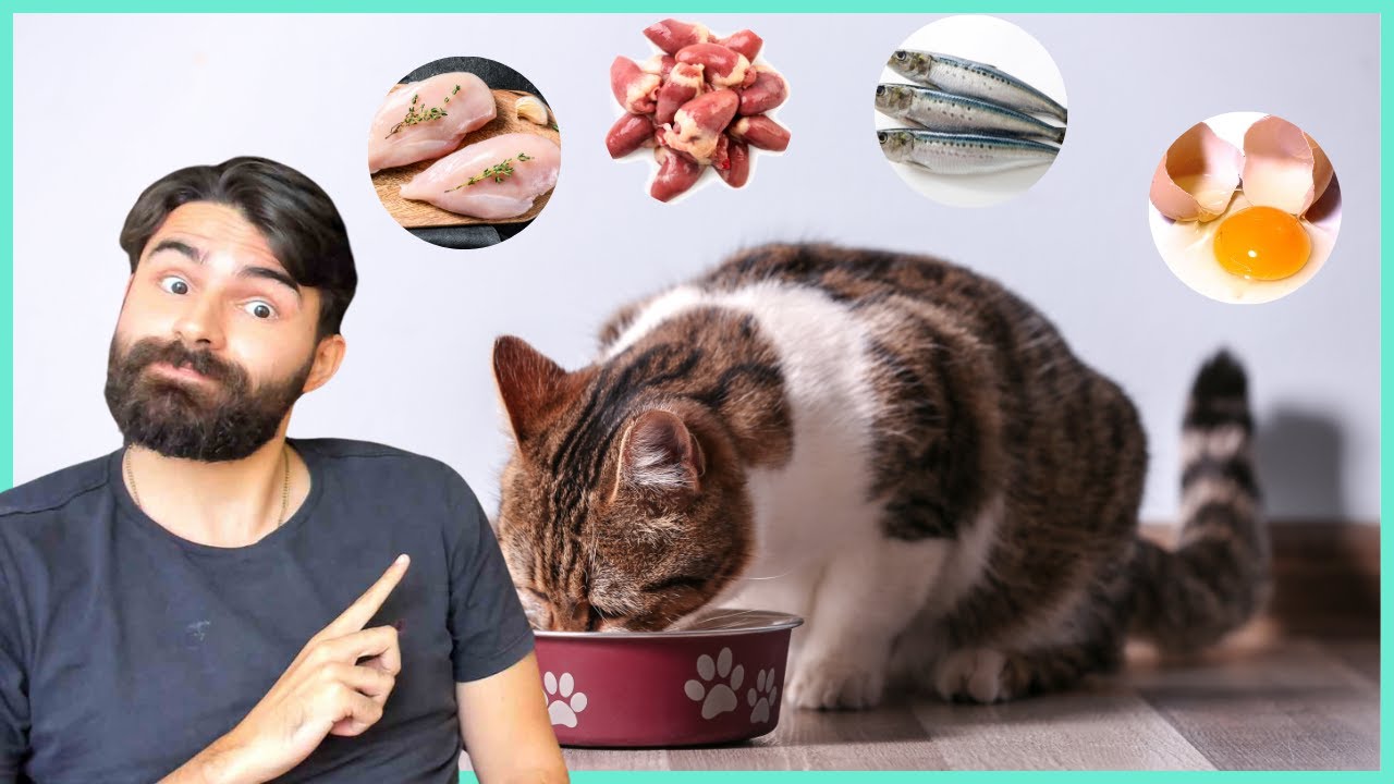 SUPERALIMENTOS Que Na Verdade São ADEQUADOS Para Os Gatos