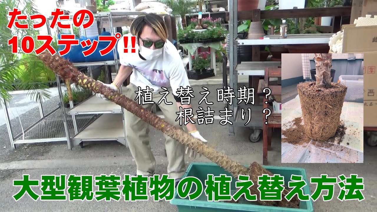 【フェニックスロベレニー】大型観葉植物の植え替え方法