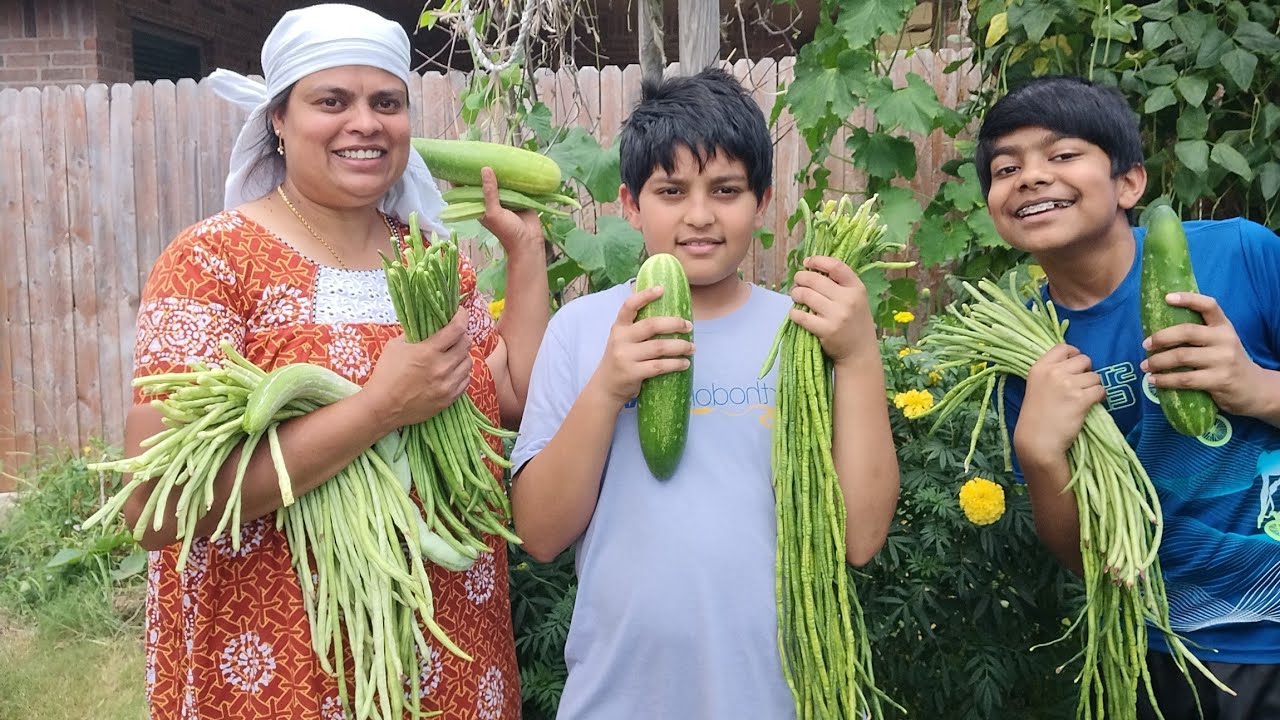 ഇത്രയും പച്ചക്കറിയോ... പറിച്ചുമടുക്കും #vegetablegarden @Americanvisheshangal. 