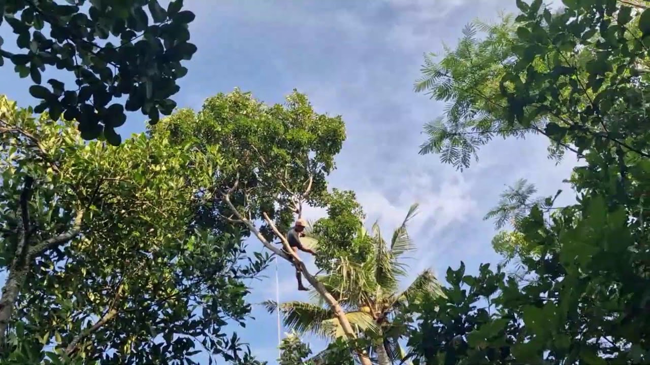 UNBELIEVABLE TRICK: PRUNING MAHOGANY TREE BRANCHES USING SIMPLE SHARP TOOLS - Agriculture Farming