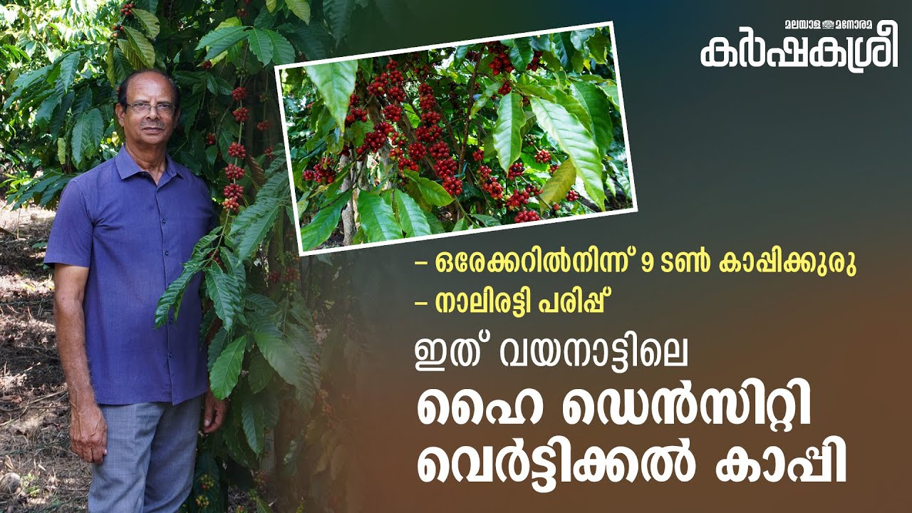 ഒരേക്കറിൽനിന്ന് 9 ടൺ കാപ്പിക്കുരു: കാപ്പിക്കൃഷിയിൽ വേറിട്ട രീതി