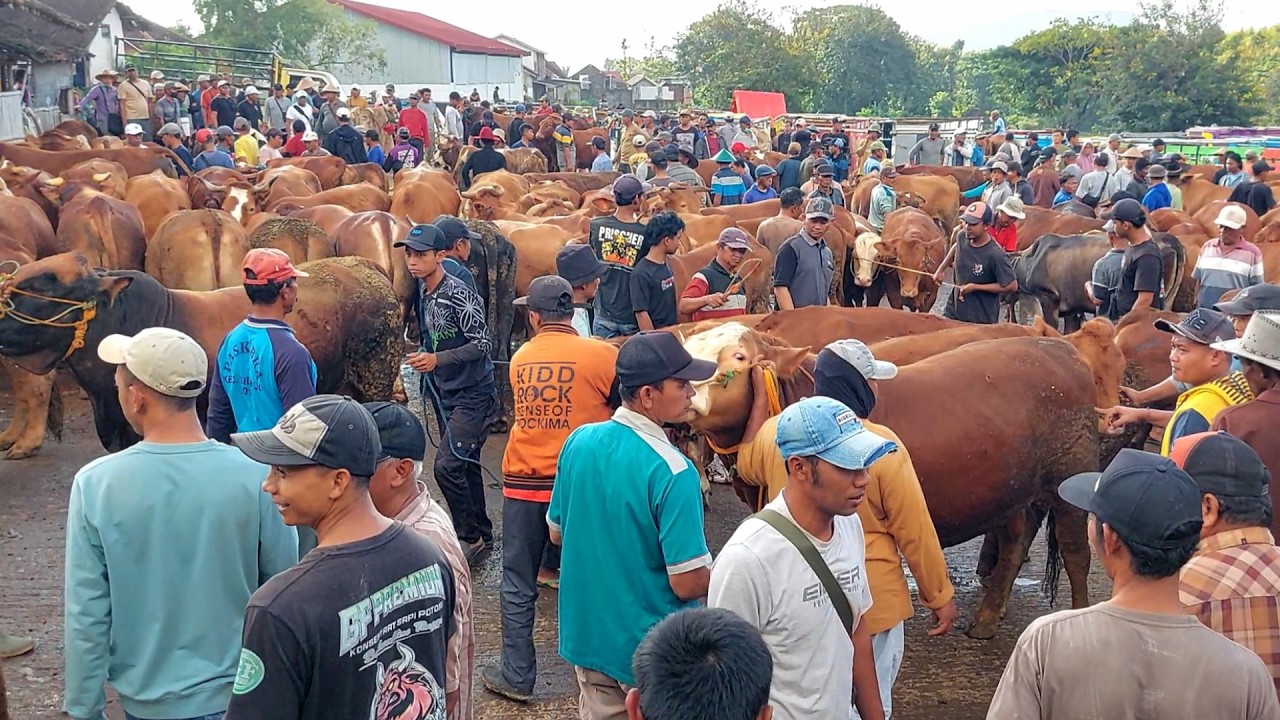 HARGA SAPI LEMON HARI INI PASAR SAPI PURWANTORO