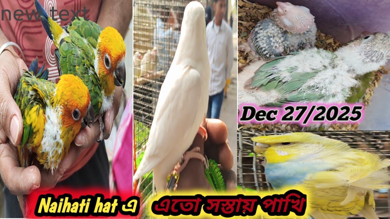 Chipest Bird Market 🐦In Kolkata ! Naihati Pet Market 27/12/2025!!!! 