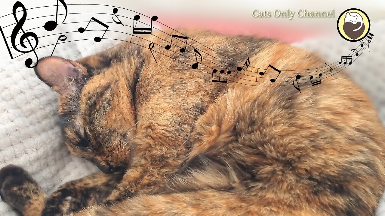 Deeply Peaceful Music for Stressed Cats - 528 Hz & Cat Purring Sounds