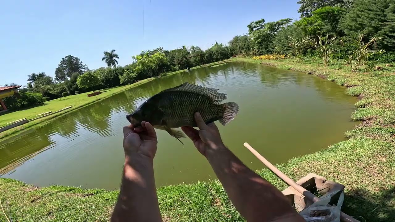 Pescaria na chácara ! Já são mais de 30 espécies no meu lago de 800 mil litros.