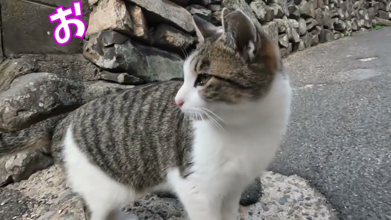 「くぉーんくぉーん」からのゴロゴロ　　　猫」「CAT & PEACE」