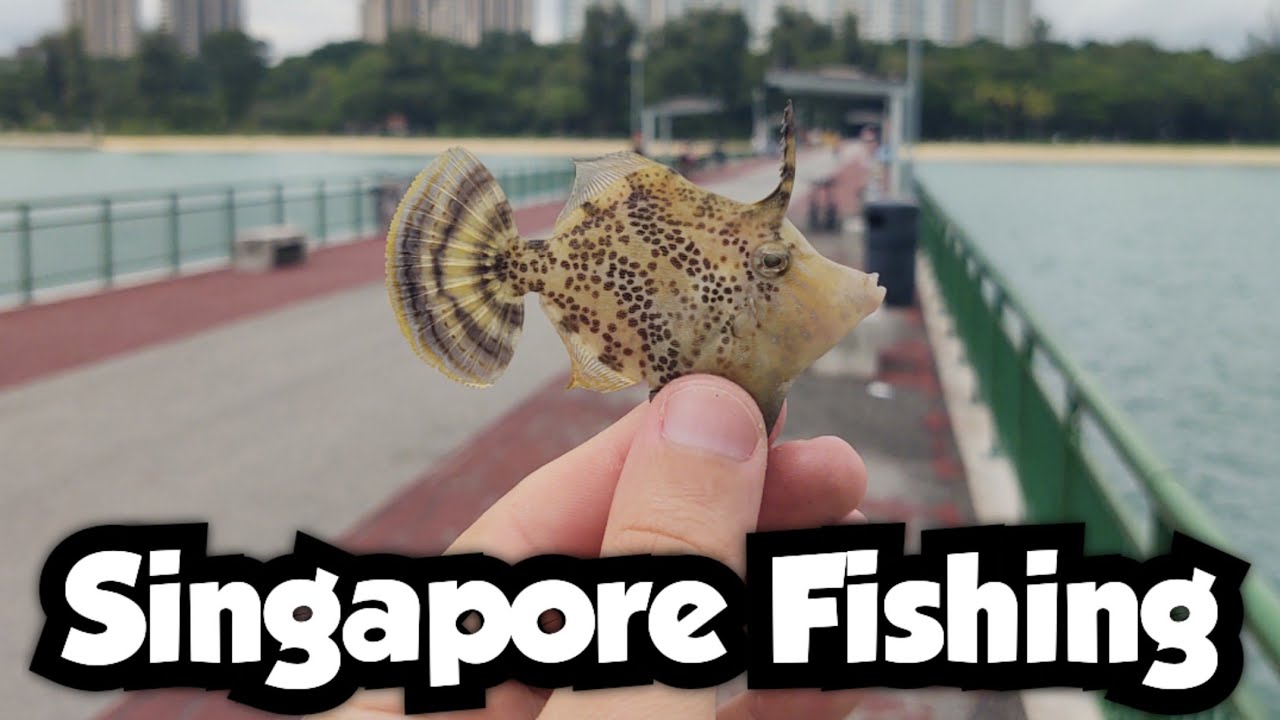 Bedok Jetty Fishing | Part 1 | Singapore Fishing 🇸🇬